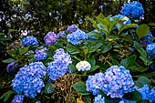 Azzorre, Isola Terceira - Escursione Mata da Serreta. Ortensie (Hydrangea ortensis).